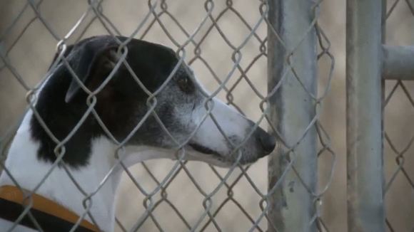 Photo du film The Dog Who Saved Easter