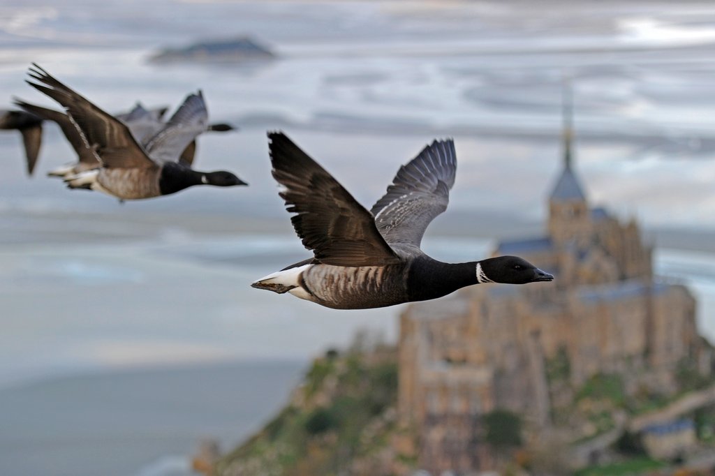 Photo from the movie Earthflight