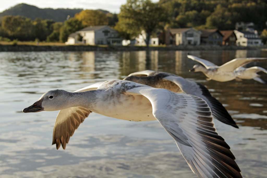 Photo from the movie Earthflight