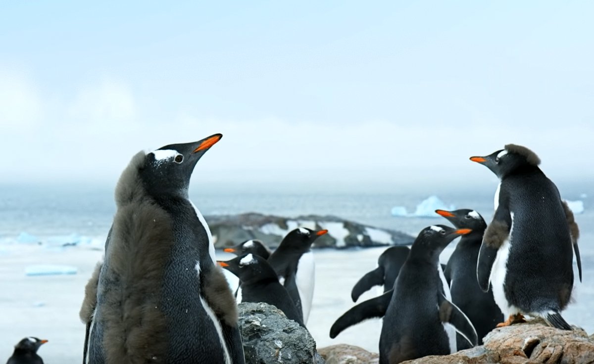 Photo from the movie Antarctica