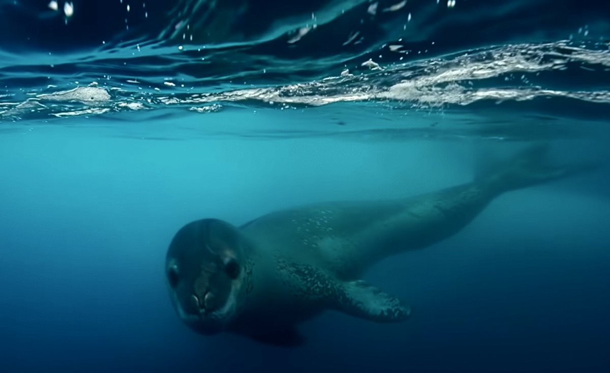 Photo from the movie Antarctica