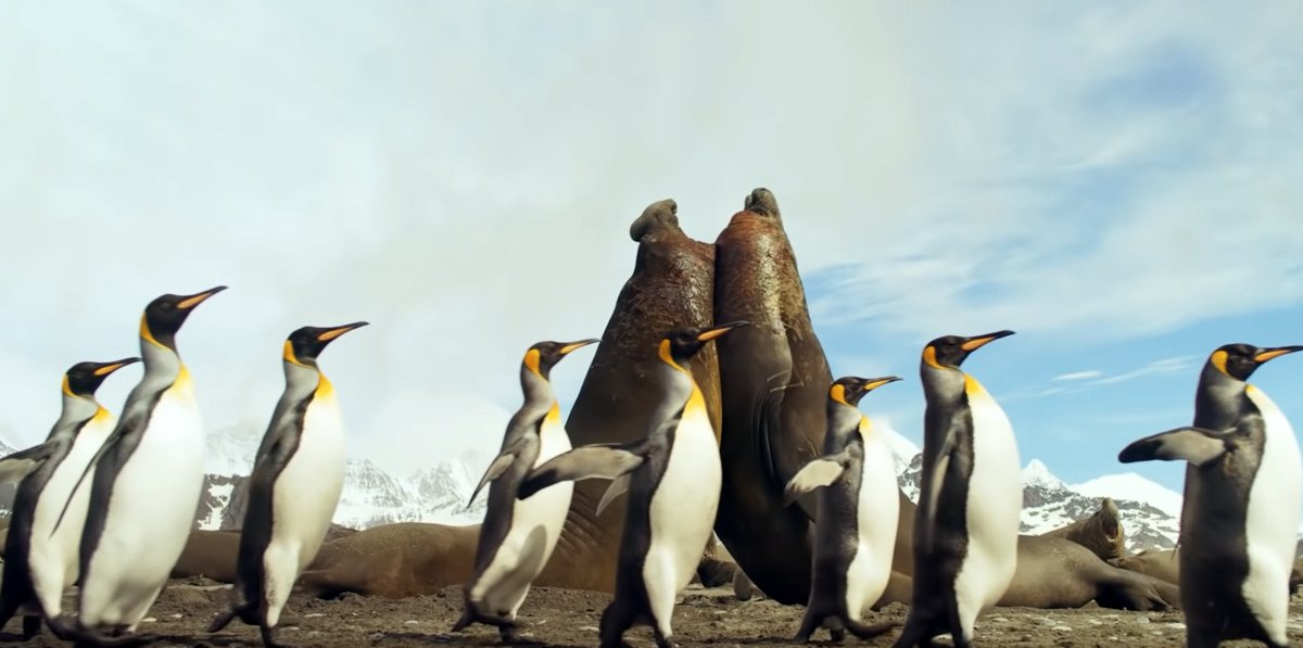 Photo from the movie Antarctica