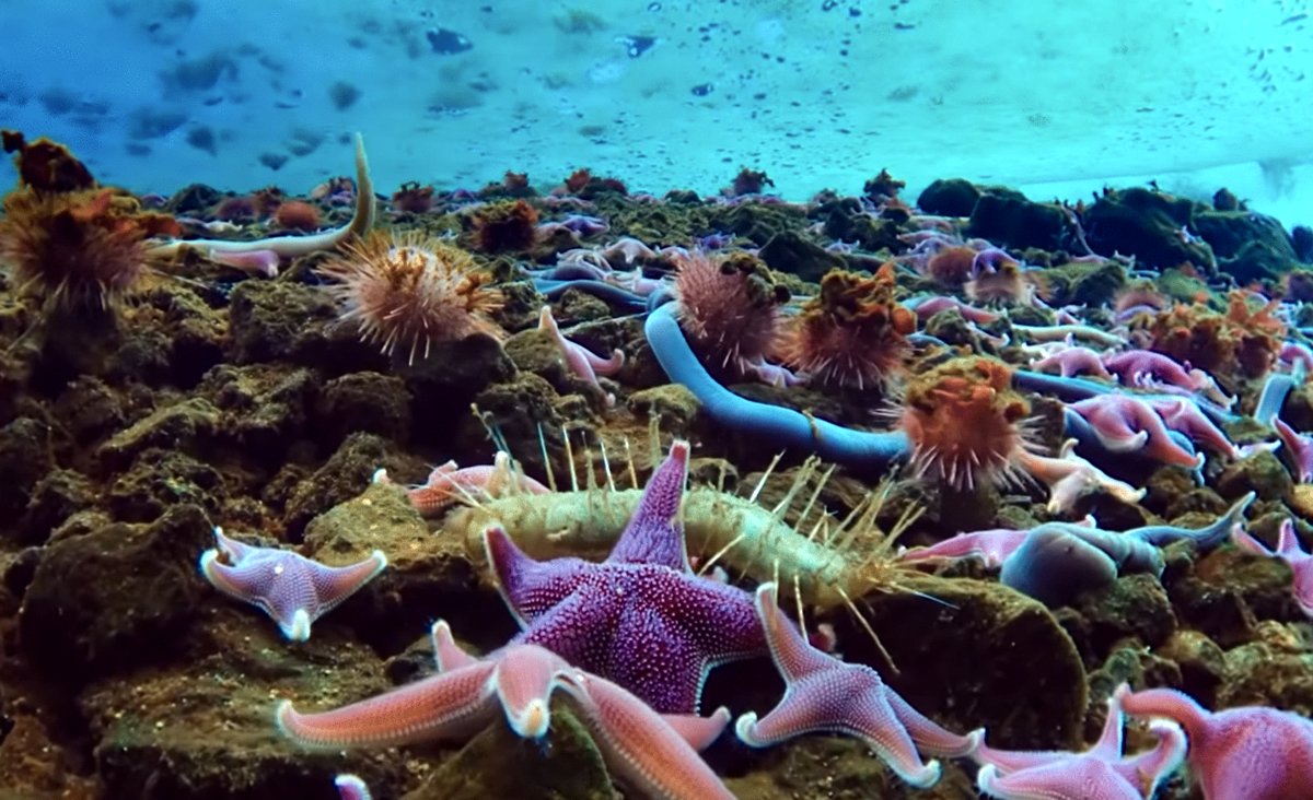 Photo from the movie Antarctica