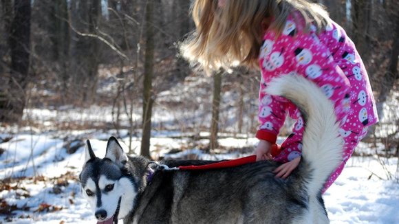 Photo du film A Dog for Christmas