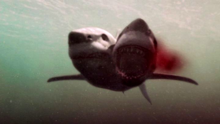 Photo from the movie 2-Headed Shark Attack