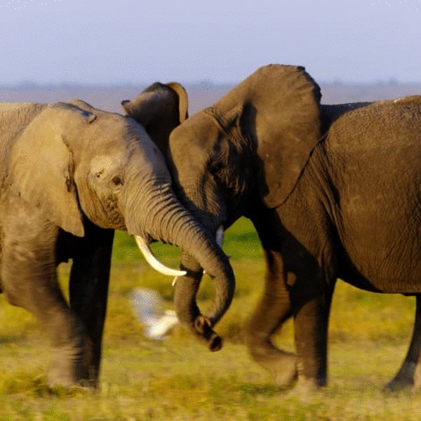 Photo du film Years of Living Dangerously