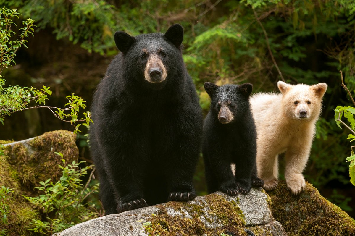 Photo from the movie Dans la forêt de l'ours esprit