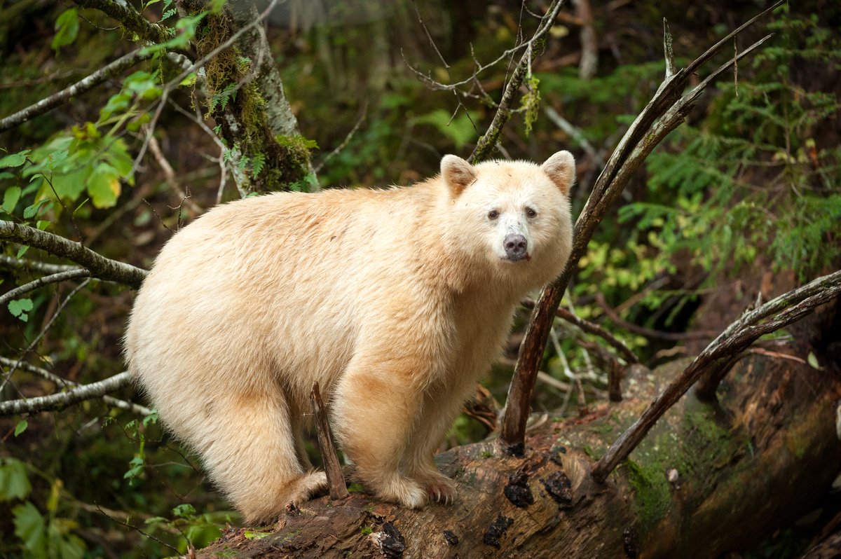 Photo from the movie Dans la forêt de l'ours esprit