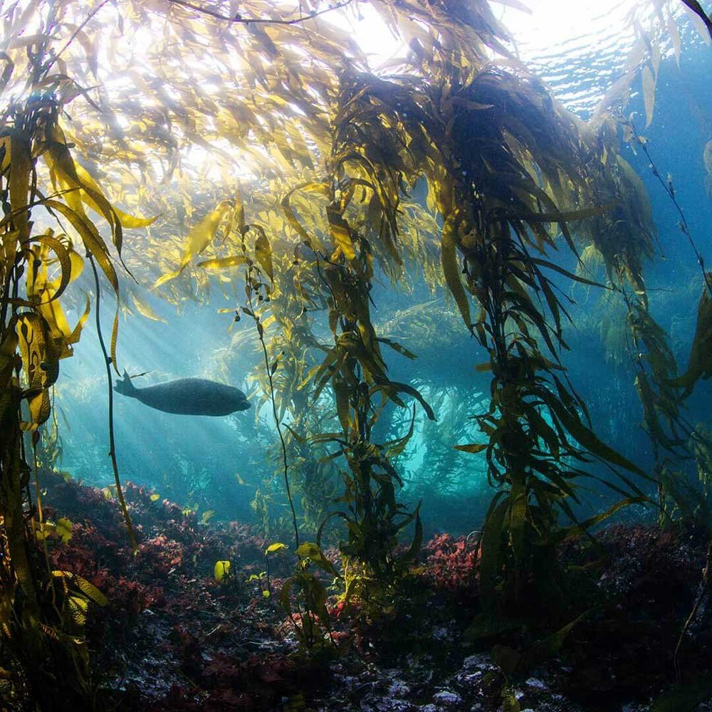 Photo from the movie Dans la forêt de l'ours esprit