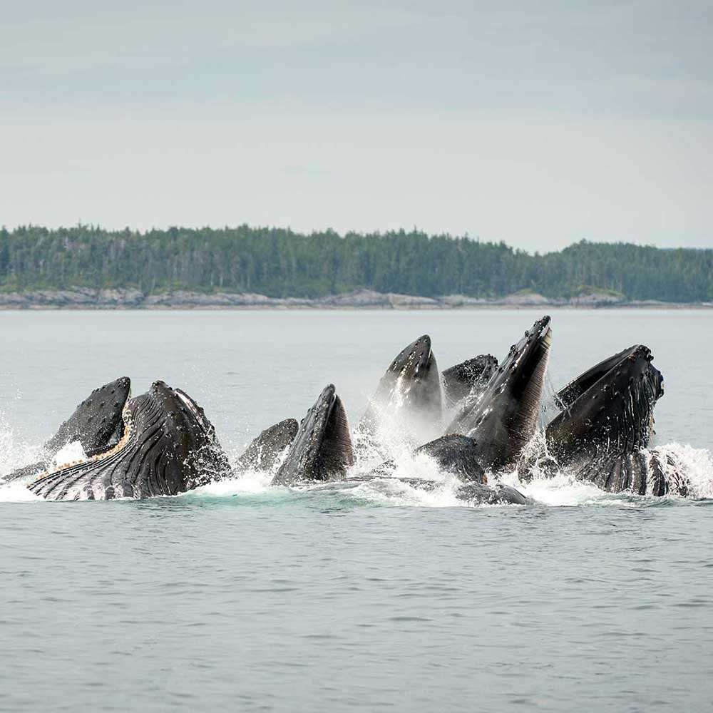 Photo from the movie Dans la forêt de l'ours esprit