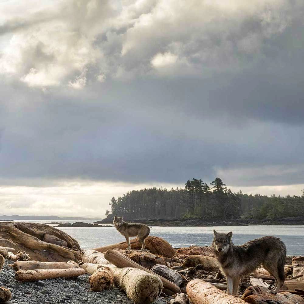 Photo from the movie Dans la forêt de l'ours esprit