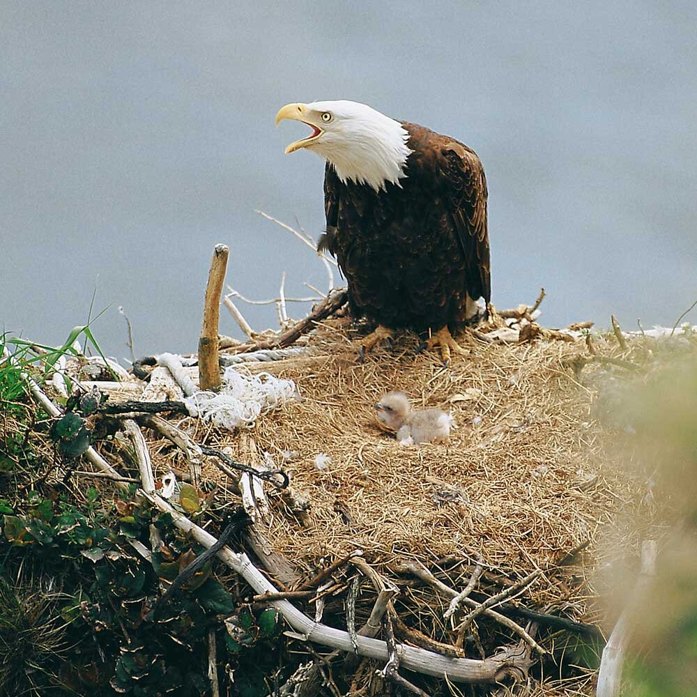Photo from the movie Dans la forêt de l'ours esprit
