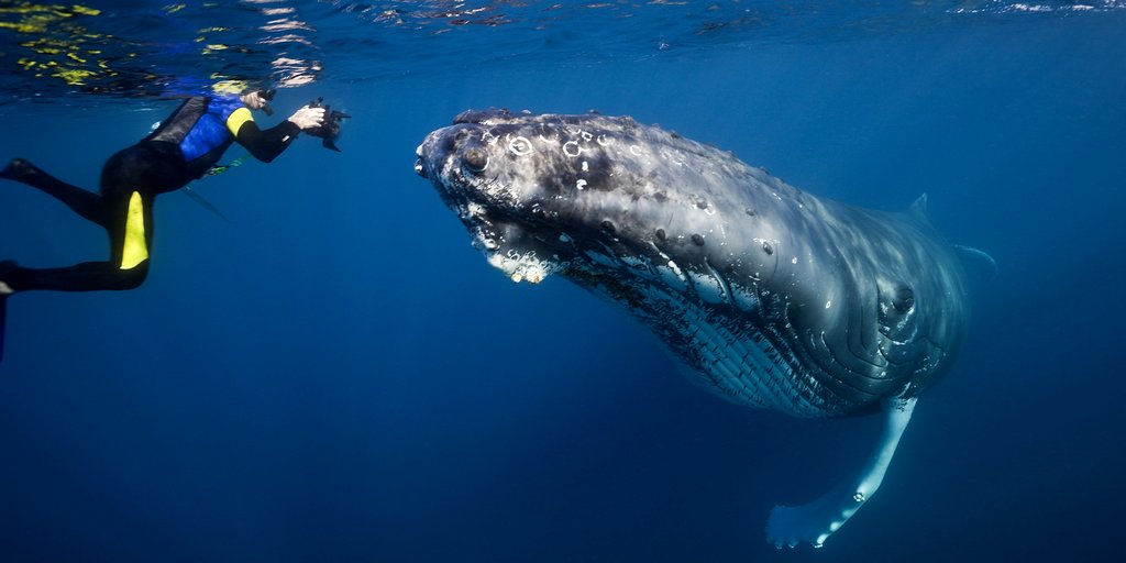Photo from the movie Humpback Whales