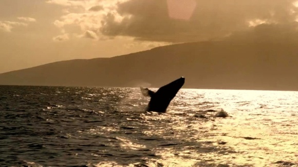 Photo from the movie Humpback Whales