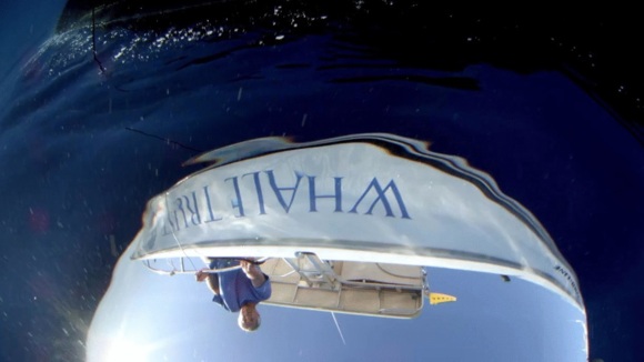 Photo from the movie Humpback Whales