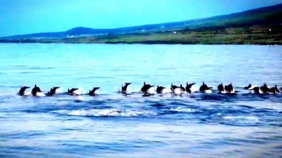 Photo from the movie Humpback Whales