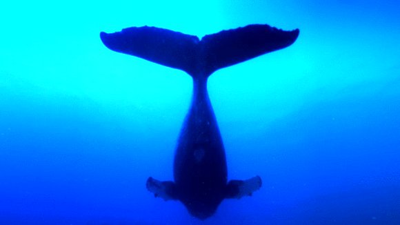 Photo from the movie Humpback Whales