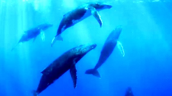 Photo from the movie Humpback Whales