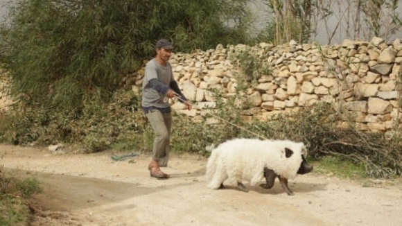 Photo du film Le Cochon de Gaza