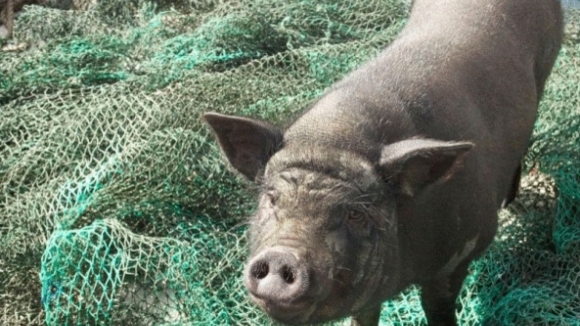 Photo du film Le Cochon de Gaza