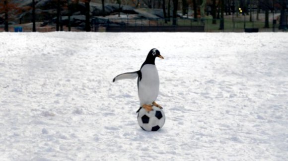 Photo du film M. Popper et ses manchots
