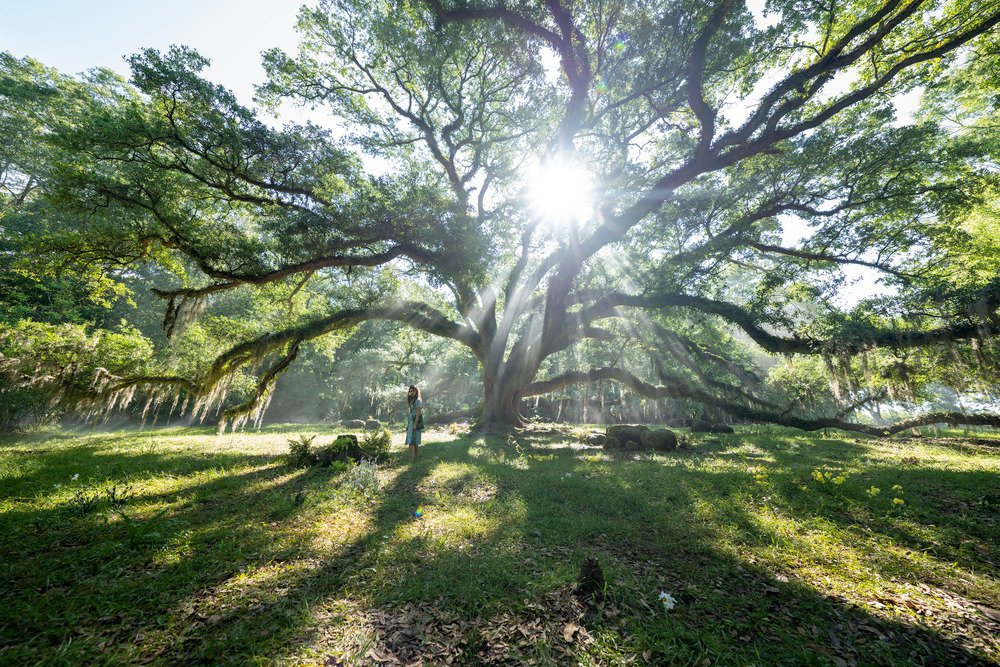 Photo du film Where the Crawdads Sing