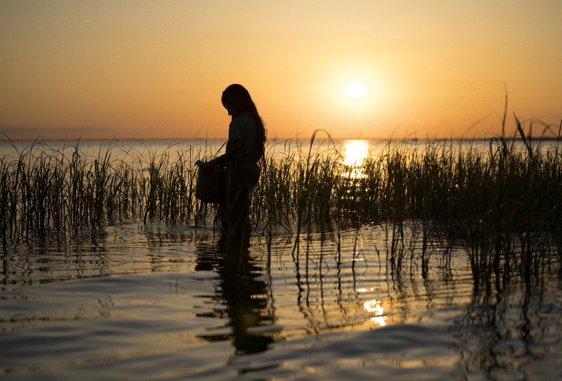 Photo du film Where the Crawdads Sing