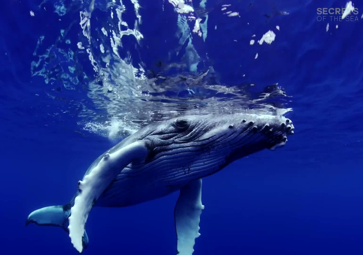 Photo from the movie Secrets of the Sea