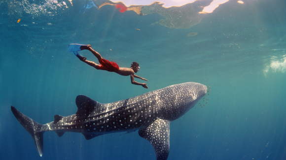 Photo from the movie Journey to the South Pacific