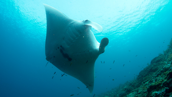 Photo from the movie Journey to the South Pacific