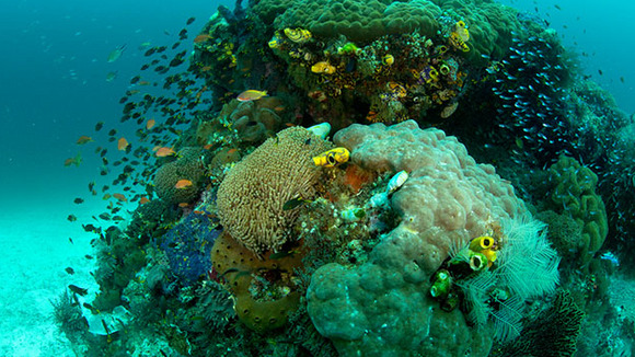 Photo from the movie Journey to the South Pacific