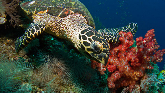 Photo from the movie Journey to the South Pacific