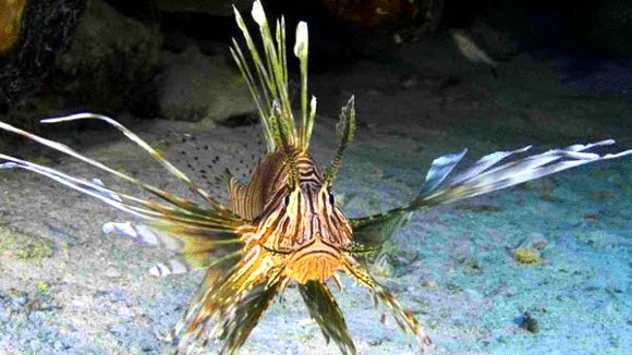 Photo from the movie L'océan secret de Jean-Michel Cousteau