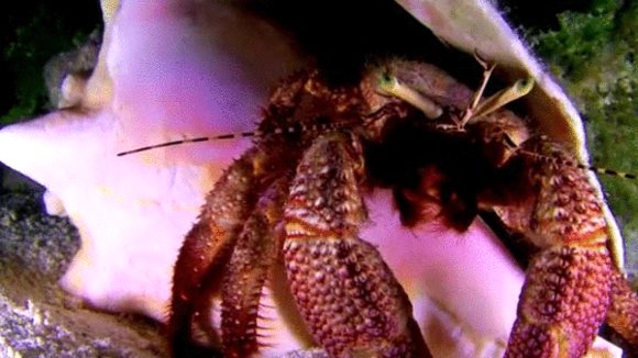 Photo from the movie L'océan secret de Jean-Michel Cousteau