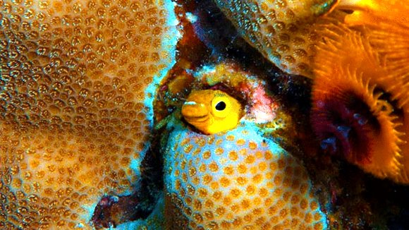 Photo from the movie L'océan secret de Jean-Michel Cousteau