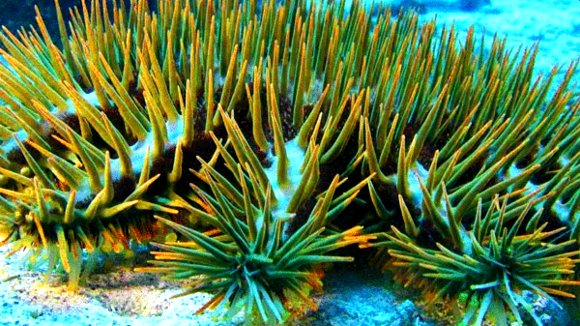 Photo from the movie L'océan secret de Jean-Michel Cousteau