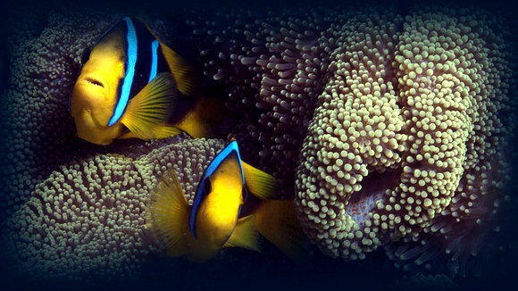Photo from the movie L'océan secret de Jean-Michel Cousteau