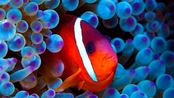 Photo from the movie L'océan secret de Jean-Michel Cousteau