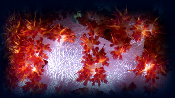 Photo from the movie L'océan secret de Jean-Michel Cousteau