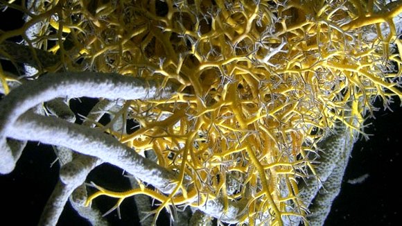 Photo from the movie L'océan secret de Jean-Michel Cousteau