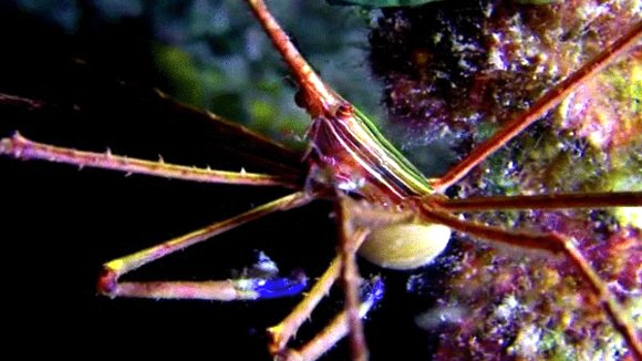 Photo from the movie L'océan secret de Jean-Michel Cousteau