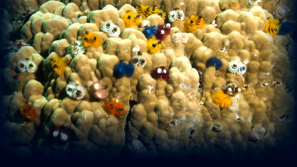 Photo from the movie L'océan secret de Jean-Michel Cousteau