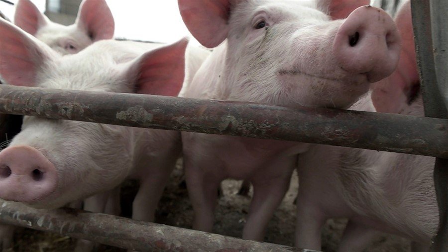 Photo from the movie Soyalism