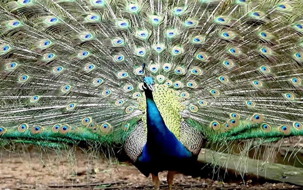 Photo du film Explained