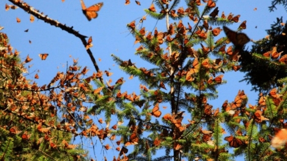Photo from the movie Flight of the Butterflies