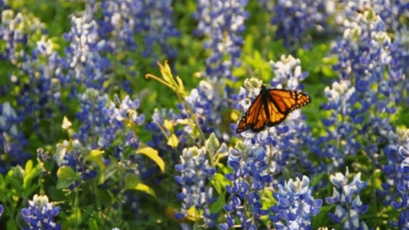 Photo from the movie Flight of the Butterflies