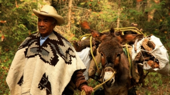 Photo from the movie Flight of the Butterflies