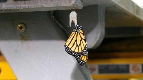 Photo from the movie Flight of the Butterflies
