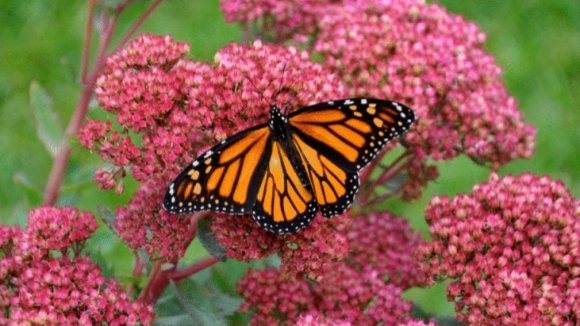 Photo from the movie Flight of the Butterflies