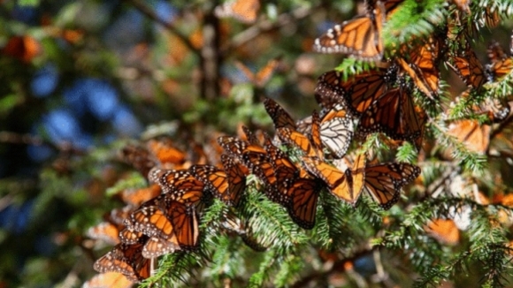Photo from the movie Flight of the Butterflies